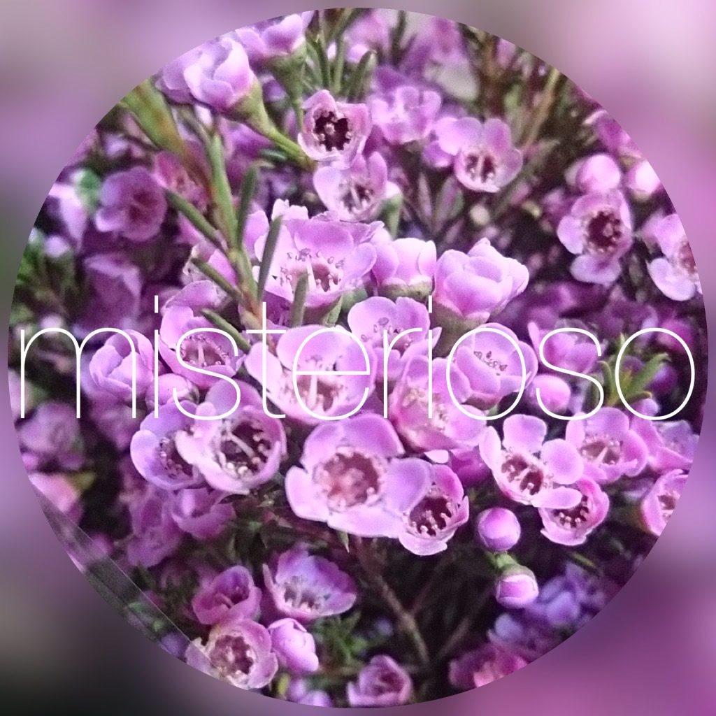 ビンビピンク Misterioso 花の品種検索