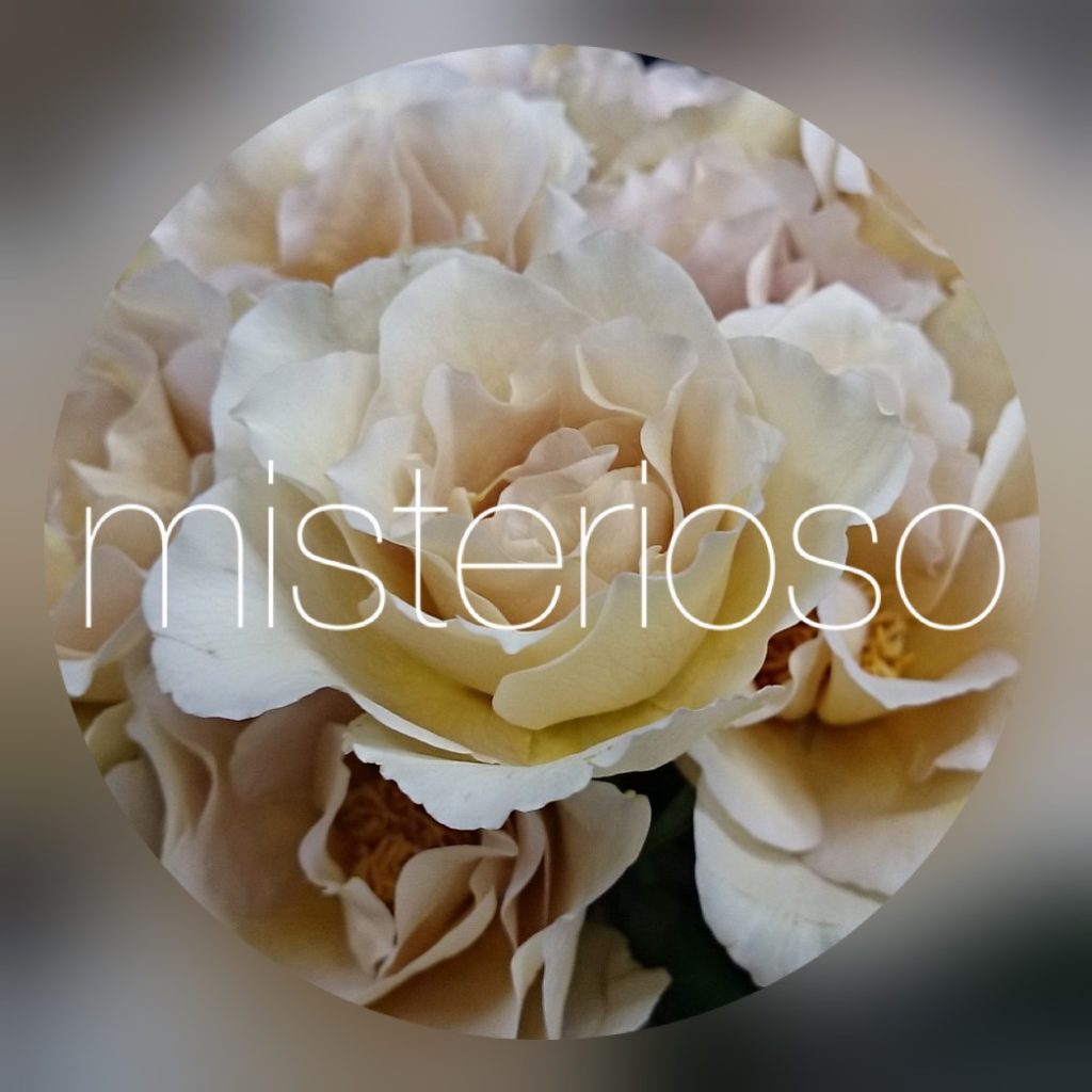 バラ ブラウン Misterioso 花の品種検索