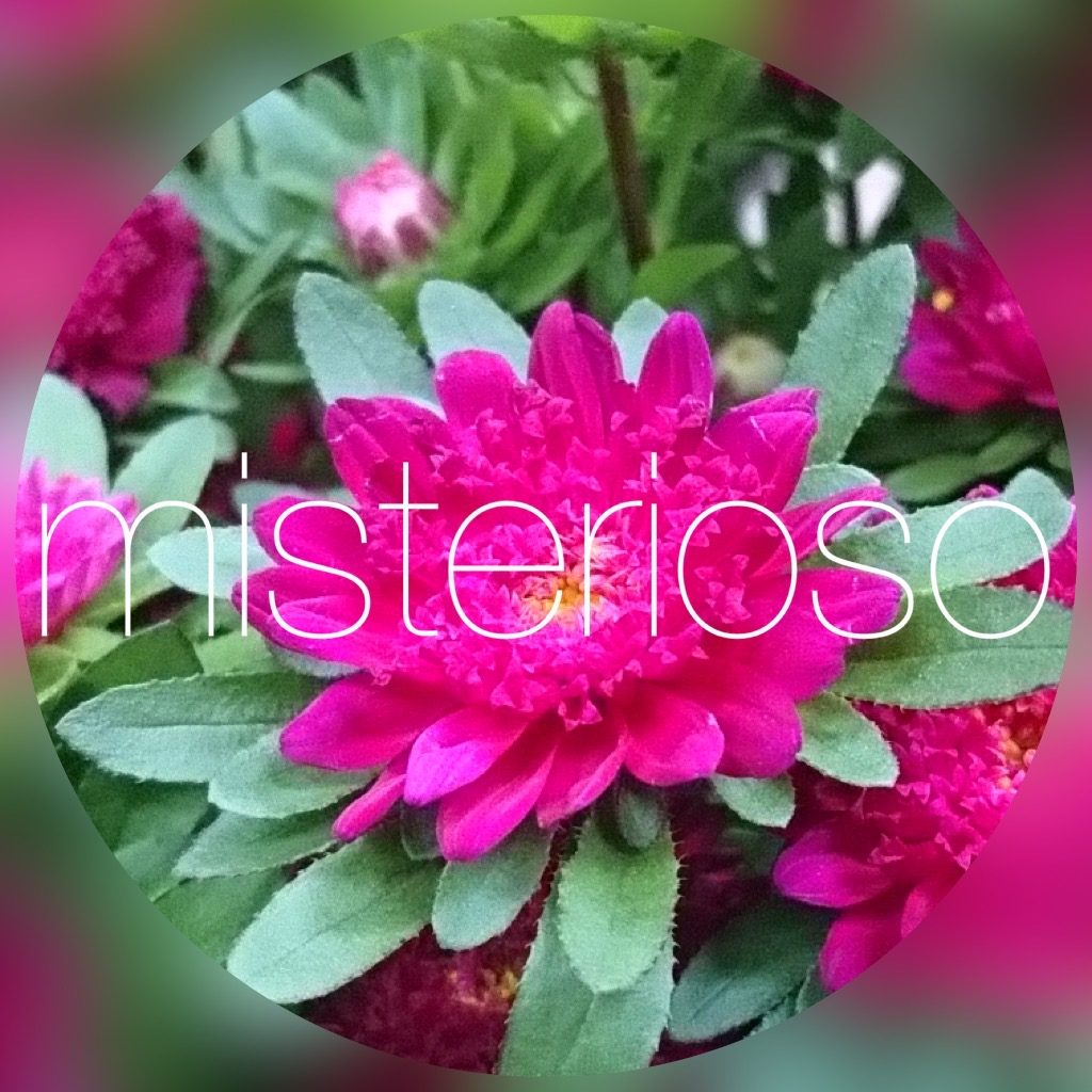 アスター Misterioso 花の品種検索