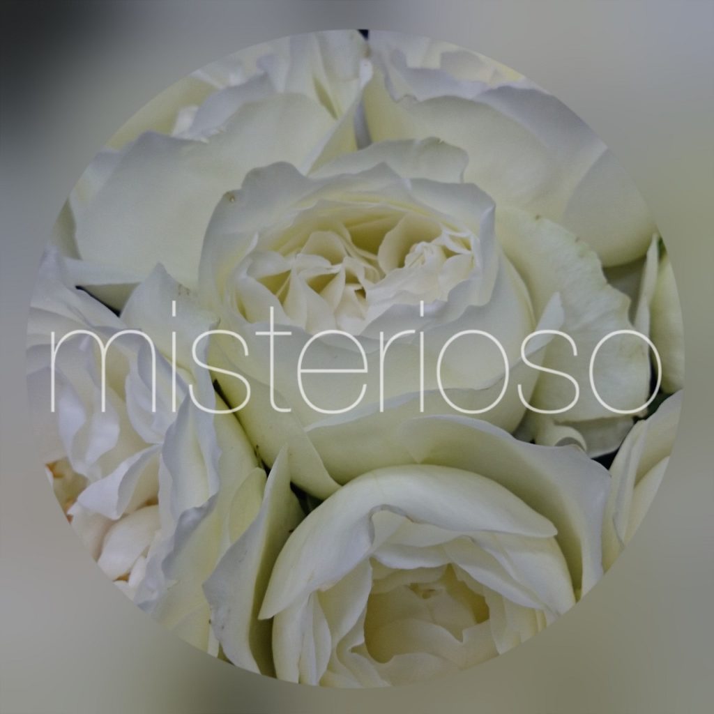 バラ ホワイト Misterioso 花の品種検索