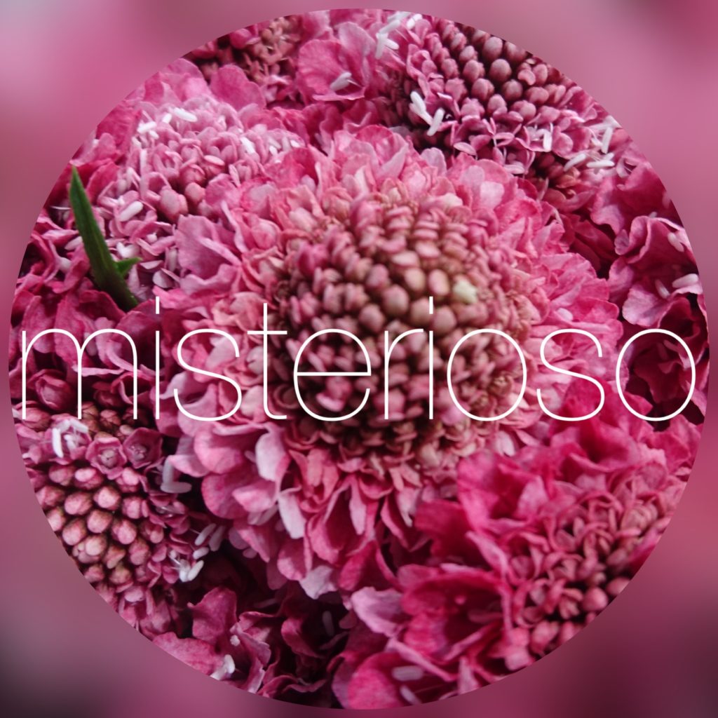 クラシックピンク Misterioso 花の品種検索