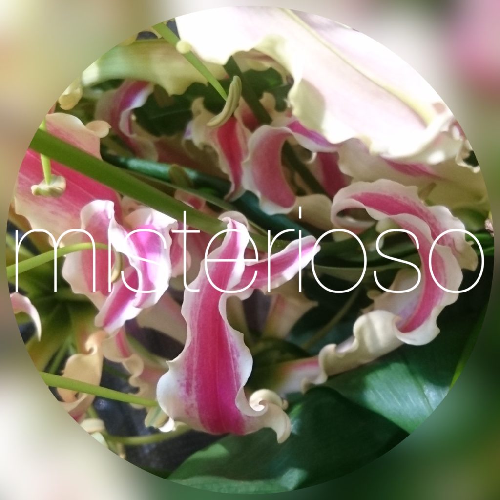 グロリオサ Misterioso 花の品種検索