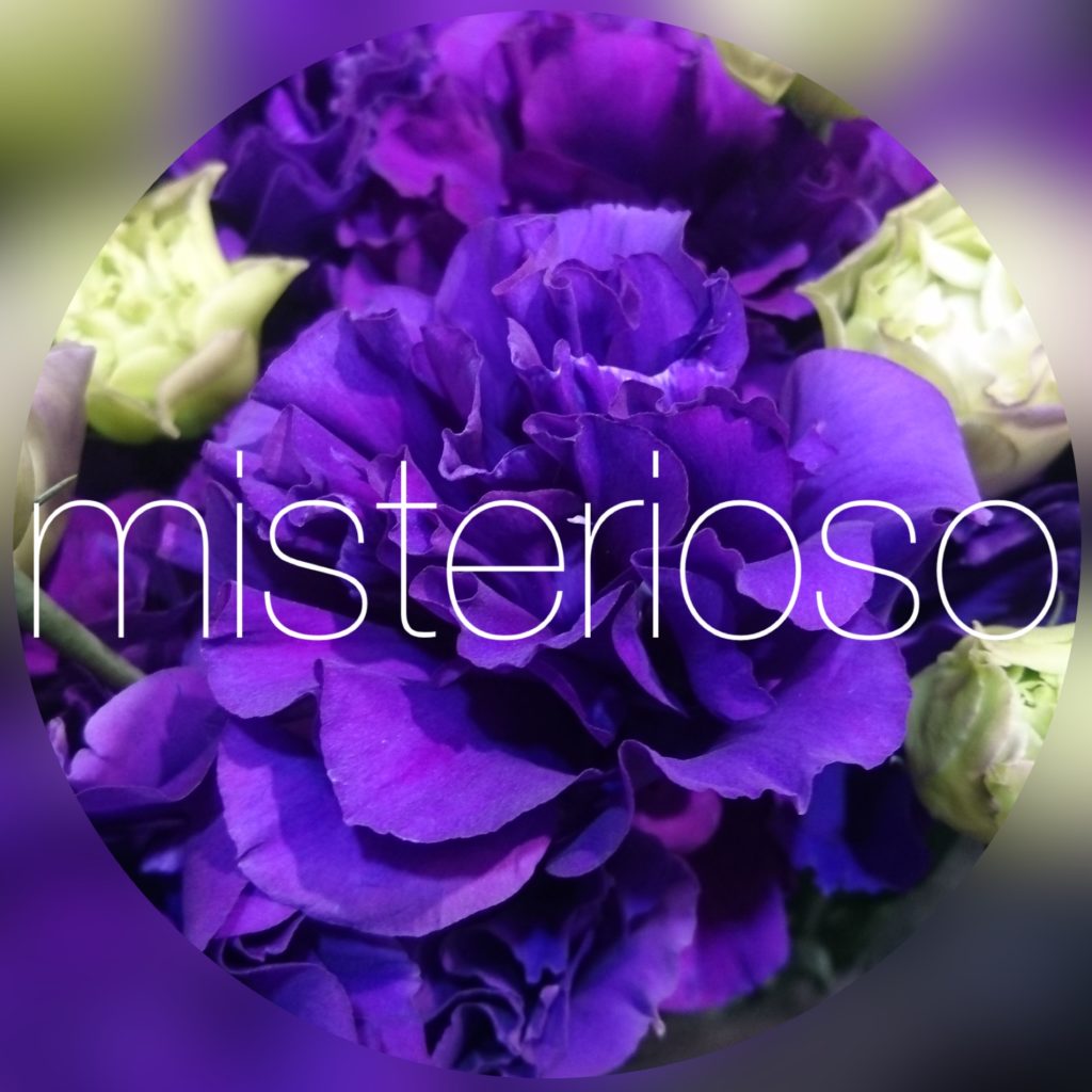 スプリングブルー Misterioso 花の品種検索
