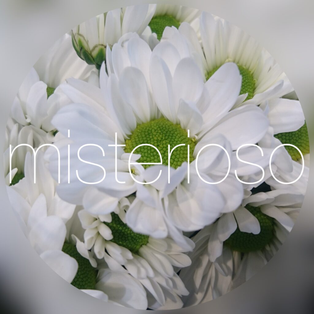 マム Spマム ホワイト Misterioso 花の品種検索