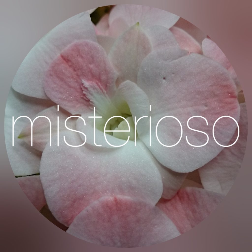 デンファレ Misterioso 花の品種検索