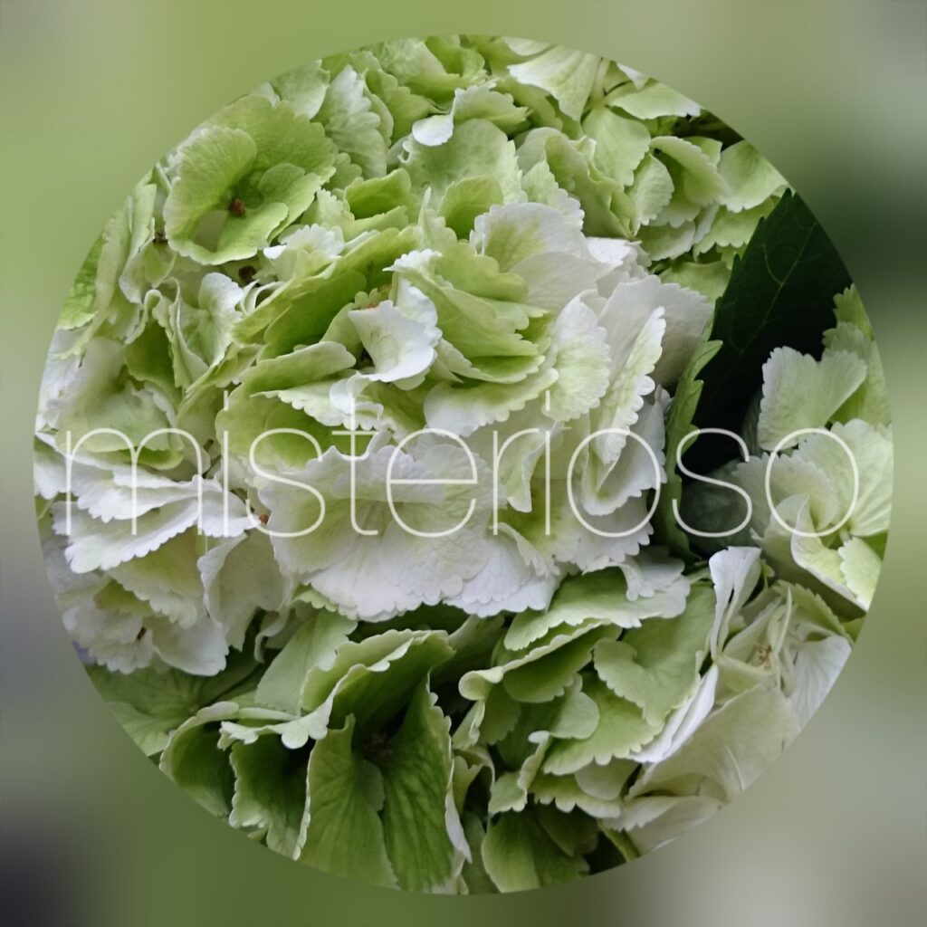 ハイドランジアライトグリーンアンティーク Misterioso 花の品種検索