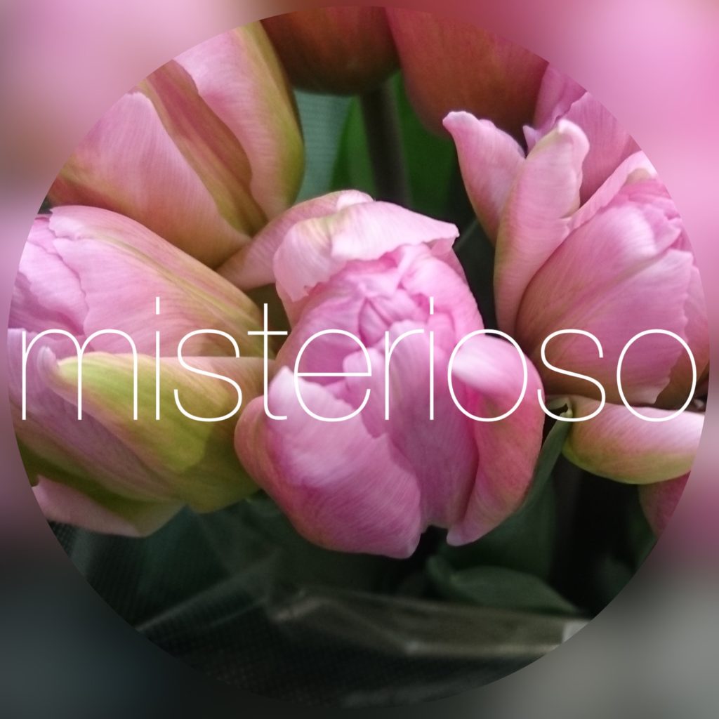 チューリップ ピンク Misterioso 花の品種検索