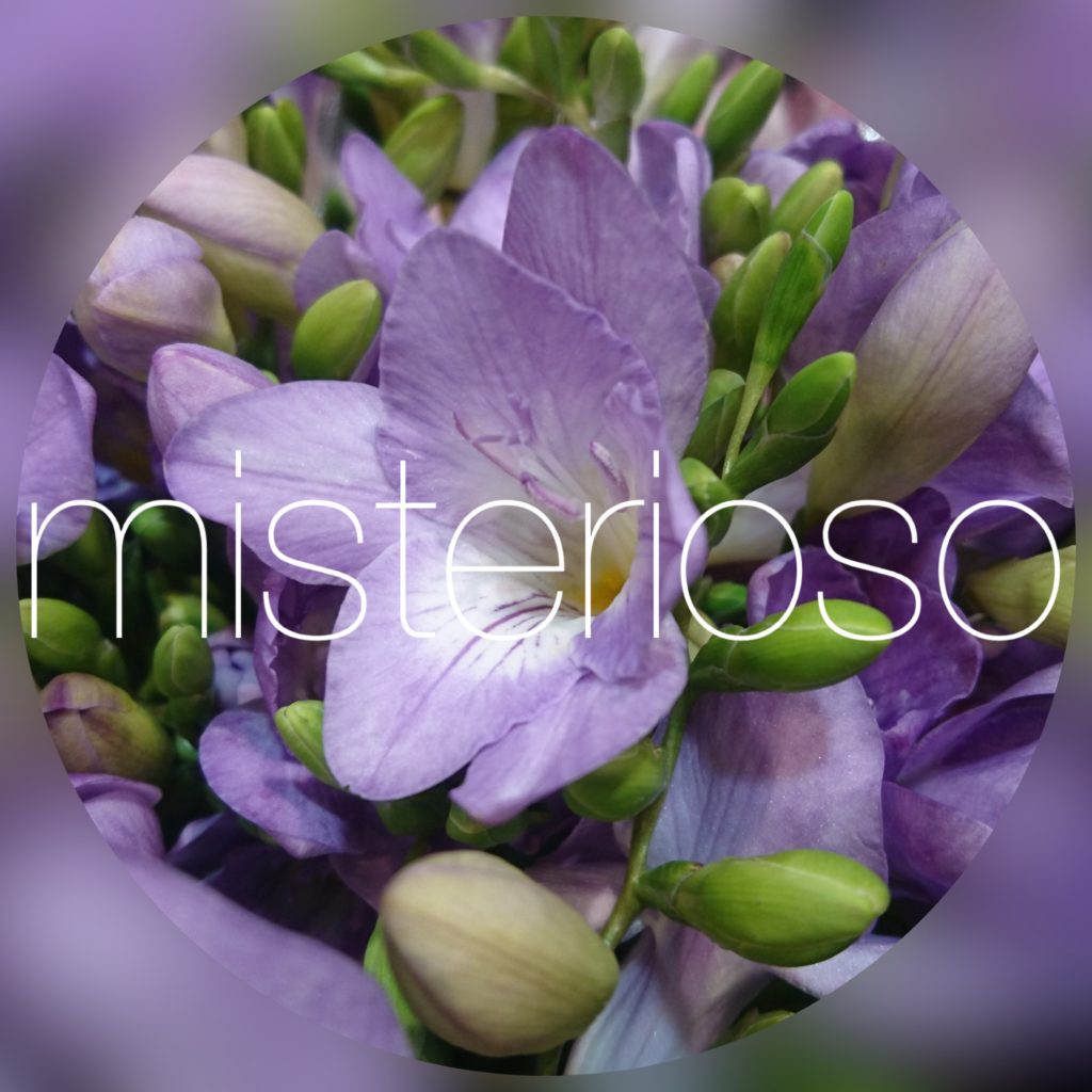 フリージア Misterioso 花の品種検索