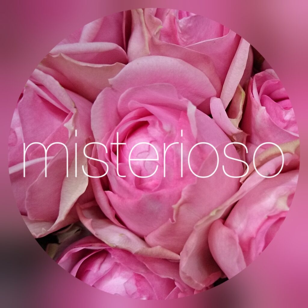 ベルカント Misterioso 花の品種検索