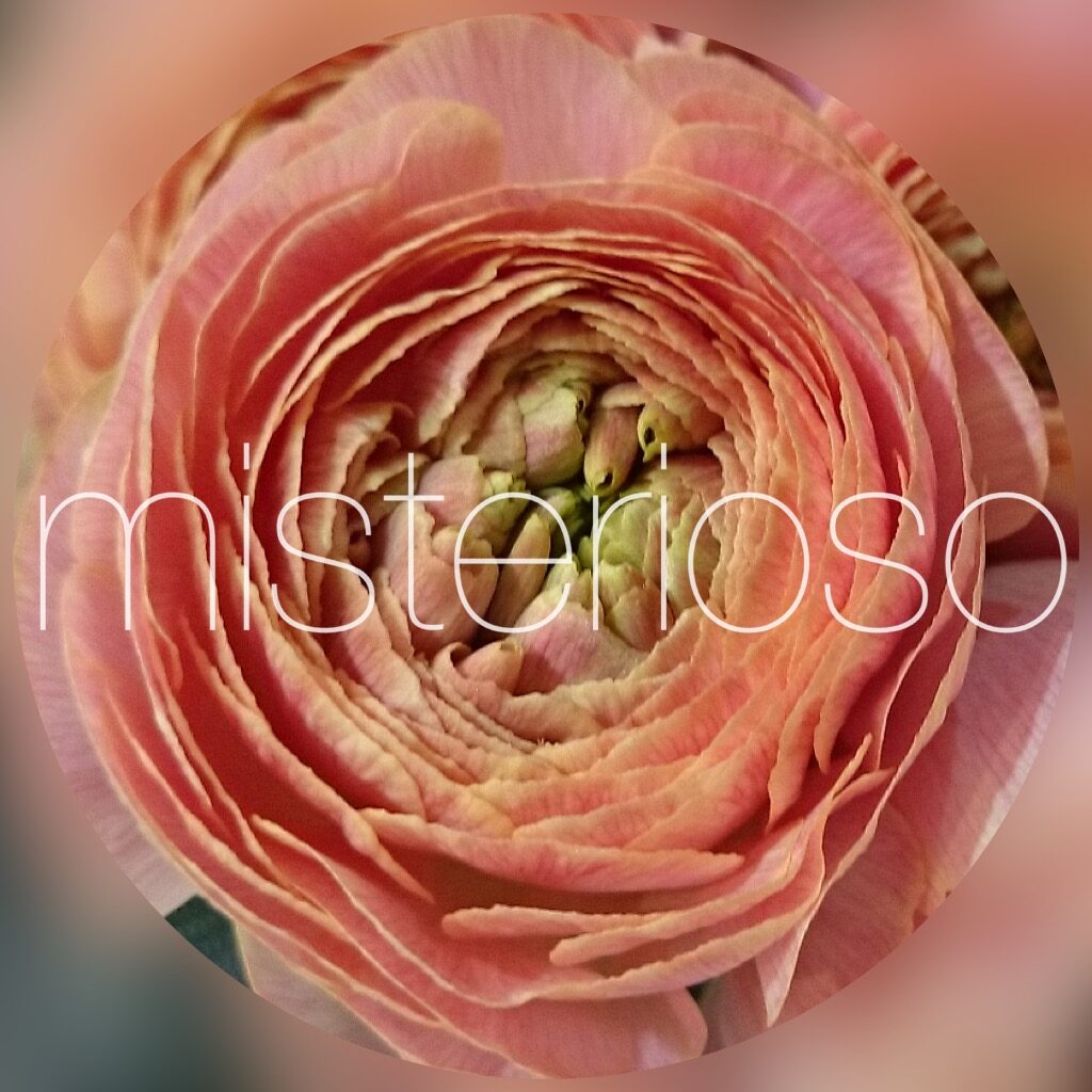 ラナンキュラス ピンク ページ 2 Misterioso 花の品種検索