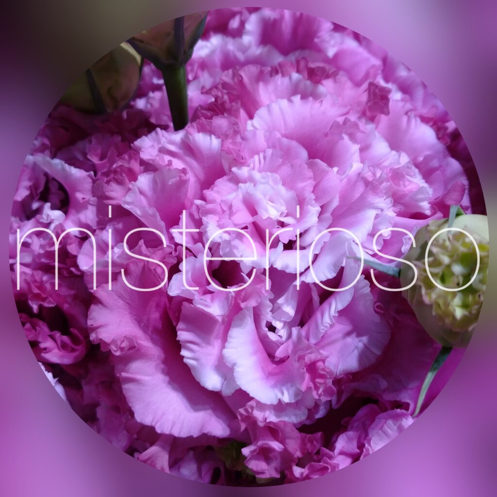 トルコキキョウ ピンク ページ 2 Misterioso 花の品種検索