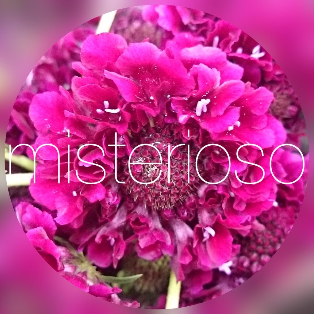スカビオサ Misterioso 花の品種検索