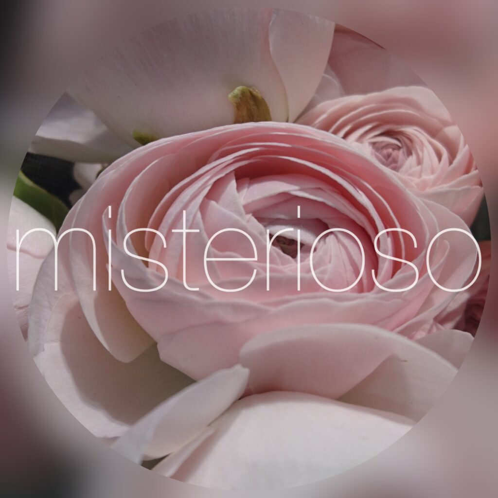 ラナンキュラス ピンク Misterioso 花の品種検索