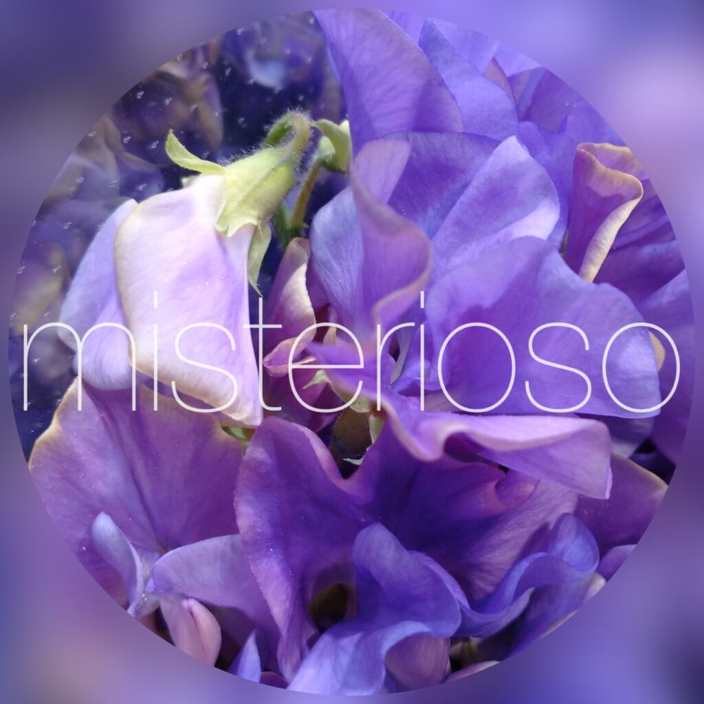 スイートピー ムラサキ Misterioso 花の品種検索