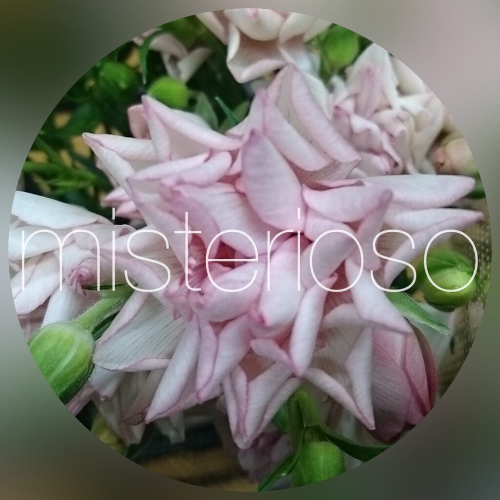 ラナンキュラス ピンク Misterioso 花の品種検索