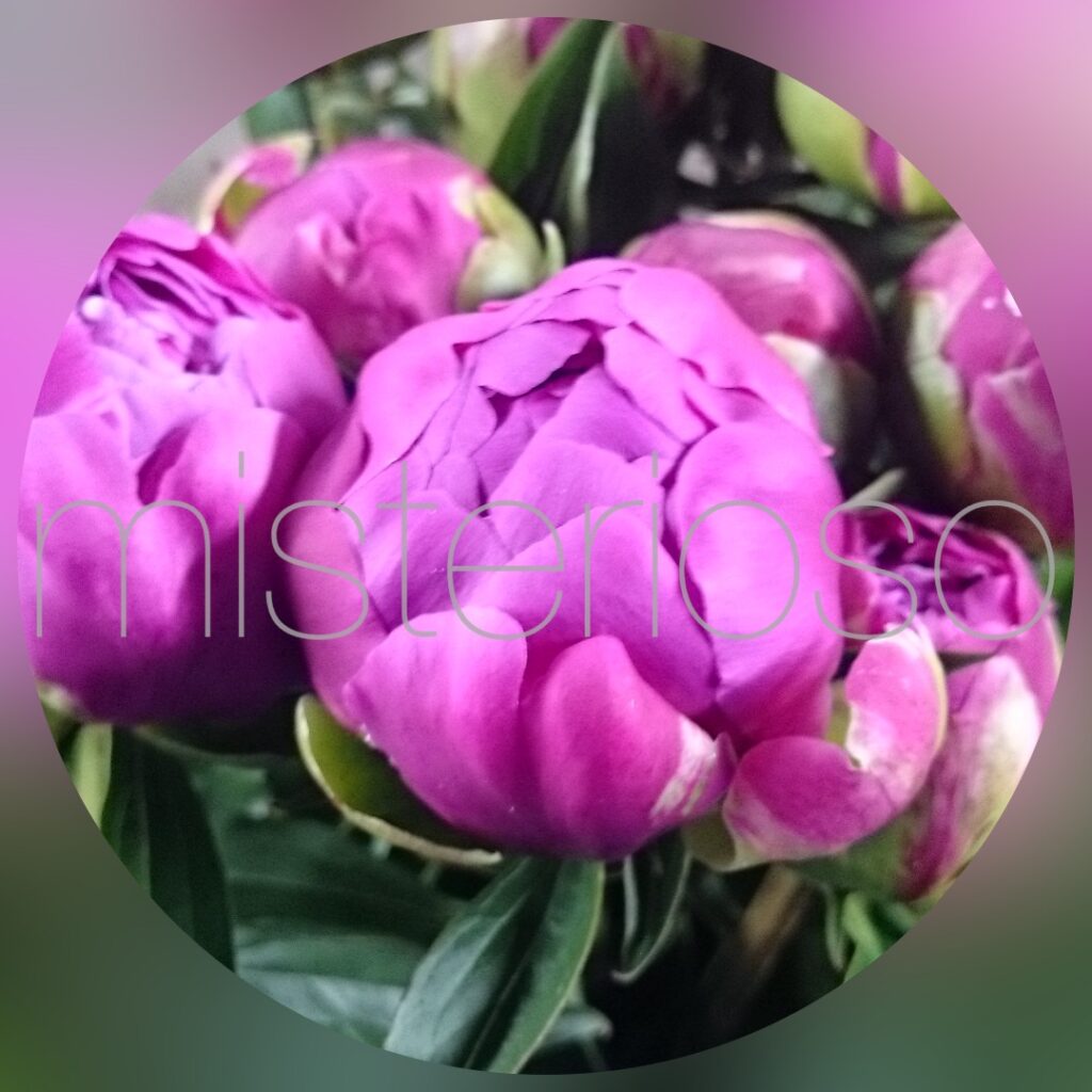 紅采加 Misterioso 花の品種検索