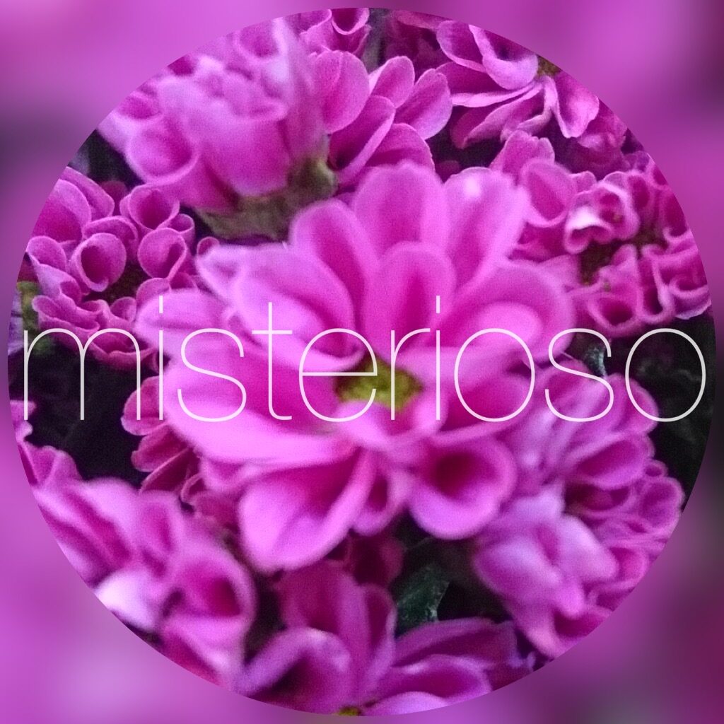 マム Spマム ピンク Misterioso 花の品種検索