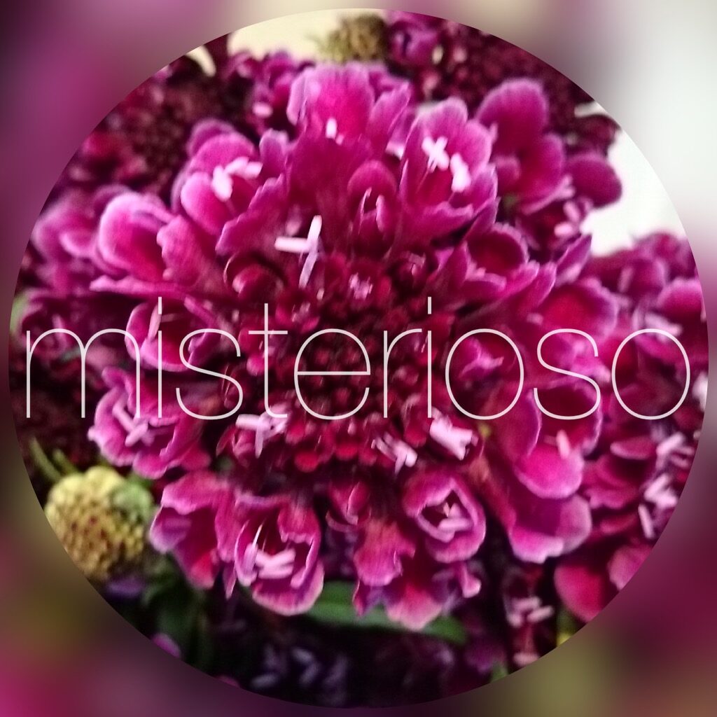 スカビオサ Misterioso 花の品種検索