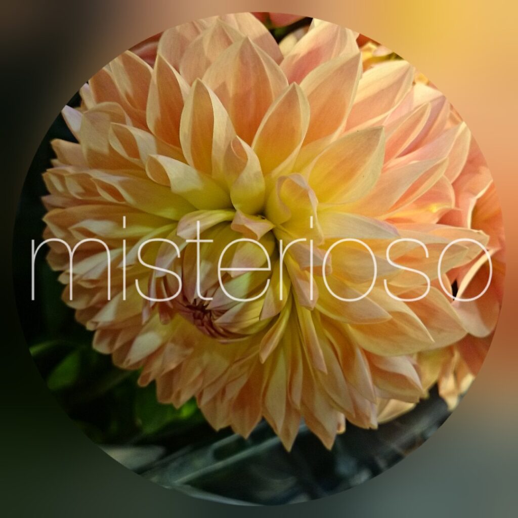 ハミルトンリリアン Misterioso 花の品種検索