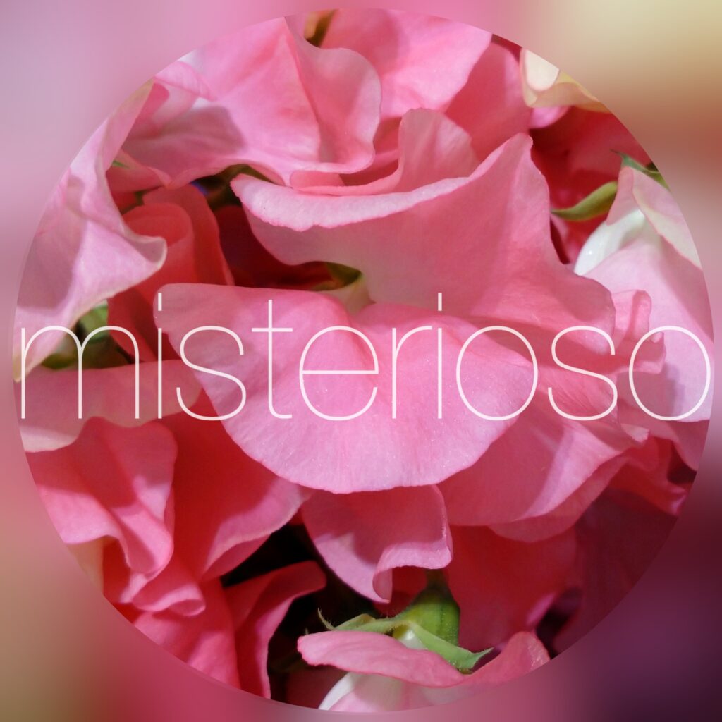 スイートピー ピンク Misterioso 花の品種検索
