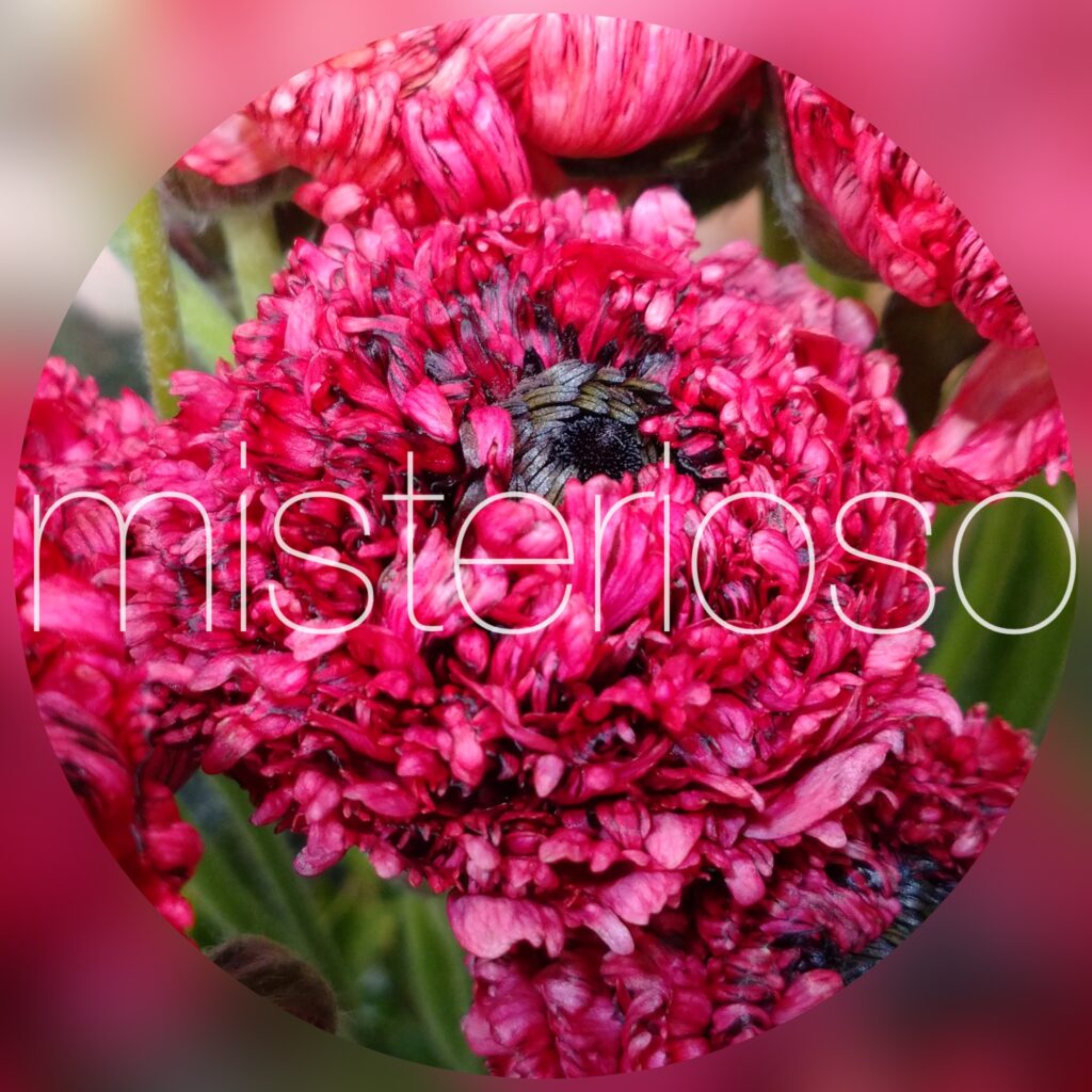 ラナンキュラス レッド Misterioso 花の品種検索