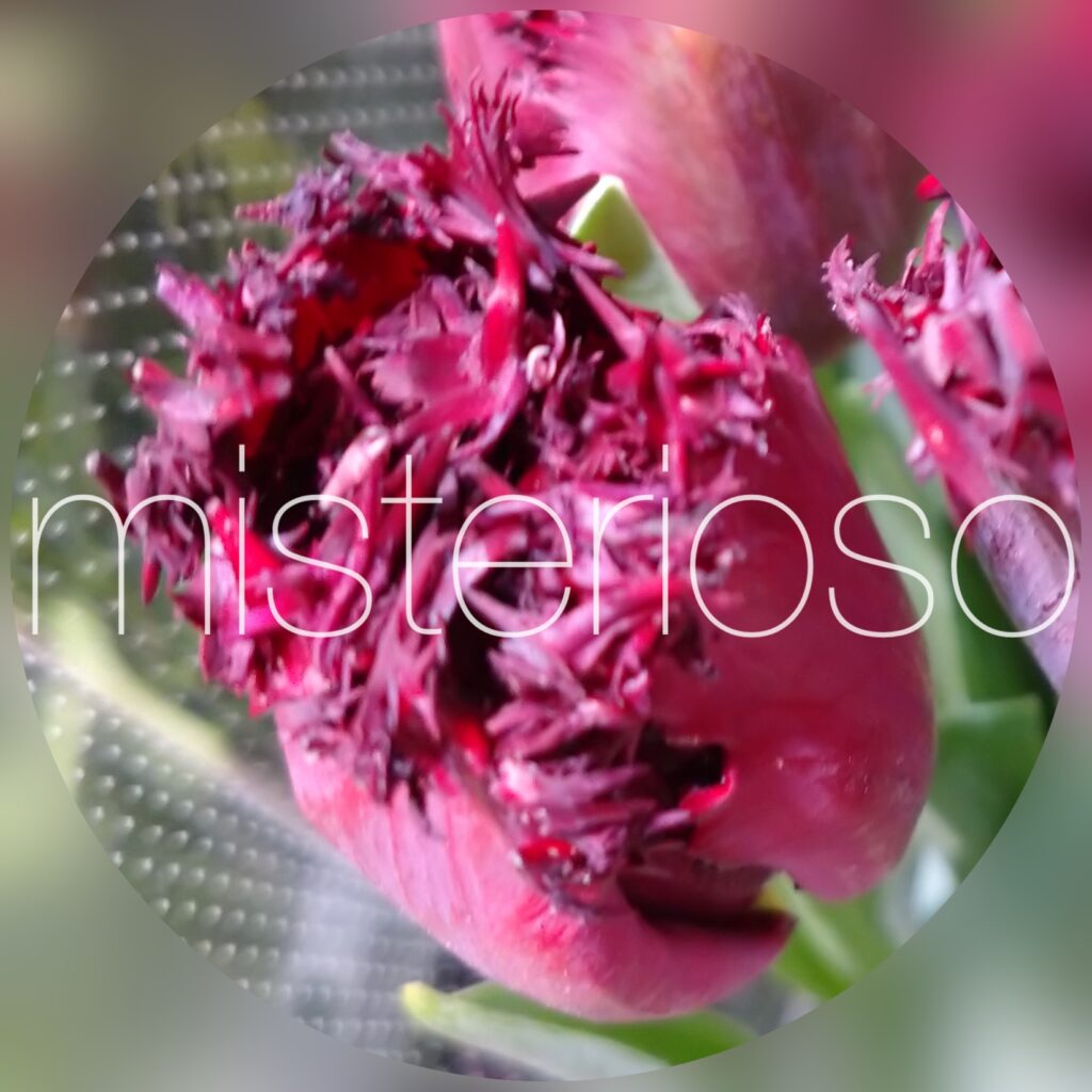 ラブラドール Misterioso 花の品種検索