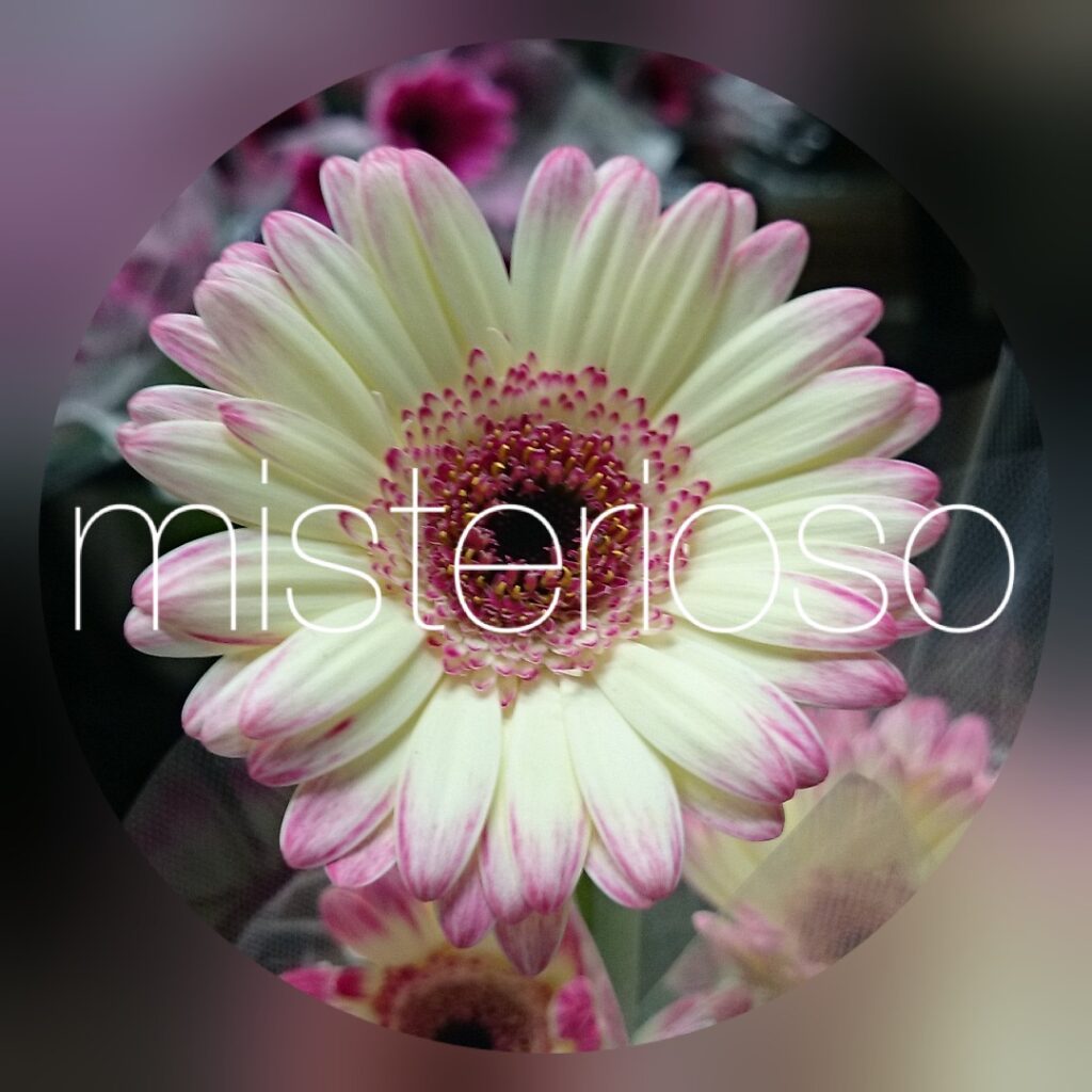 ガーベラ ミニ Misterioso 花の品種検索