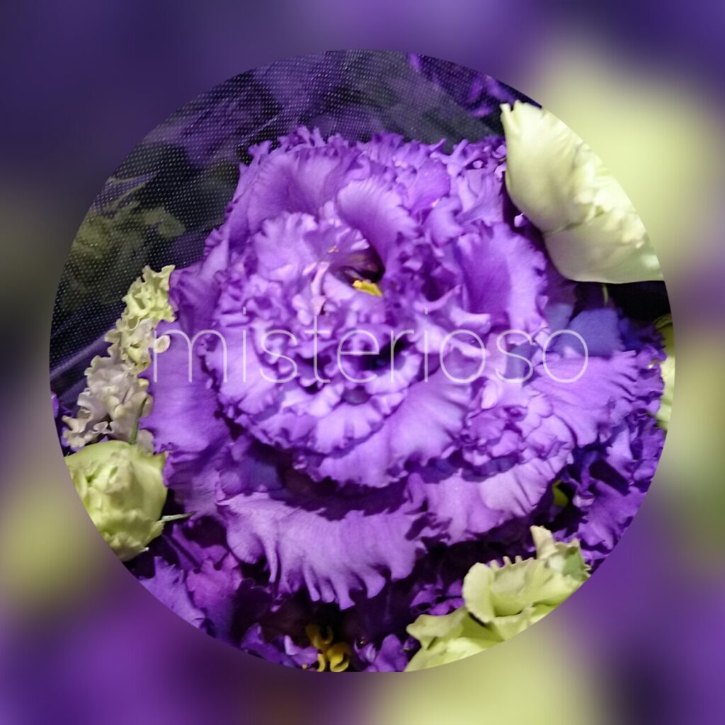 ボヤージュブルー Misterioso 花の品種検索