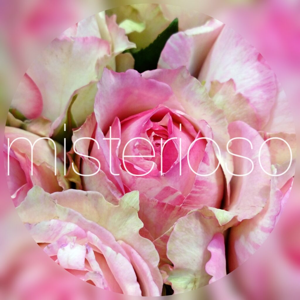 大阪城 Misterioso 花の品種検索