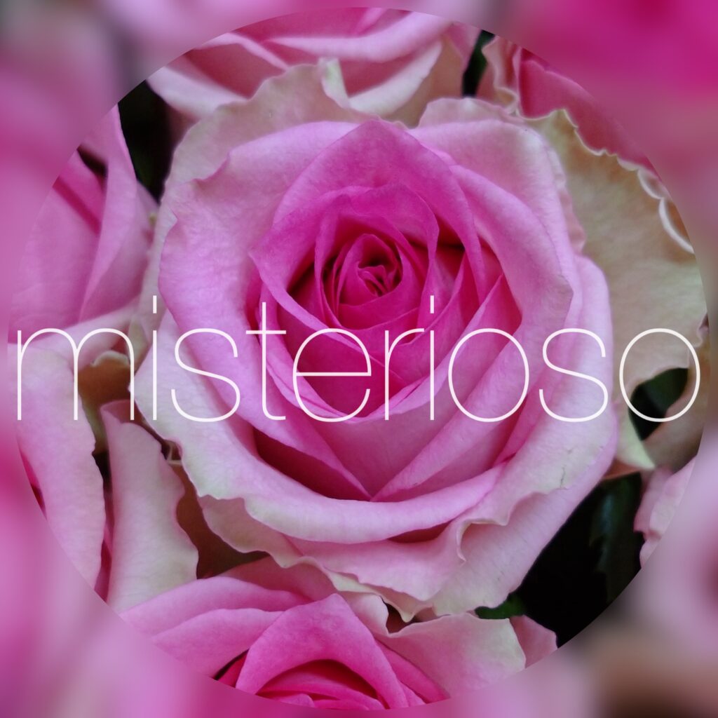 バラ ピンク Misterioso 花の品種検索