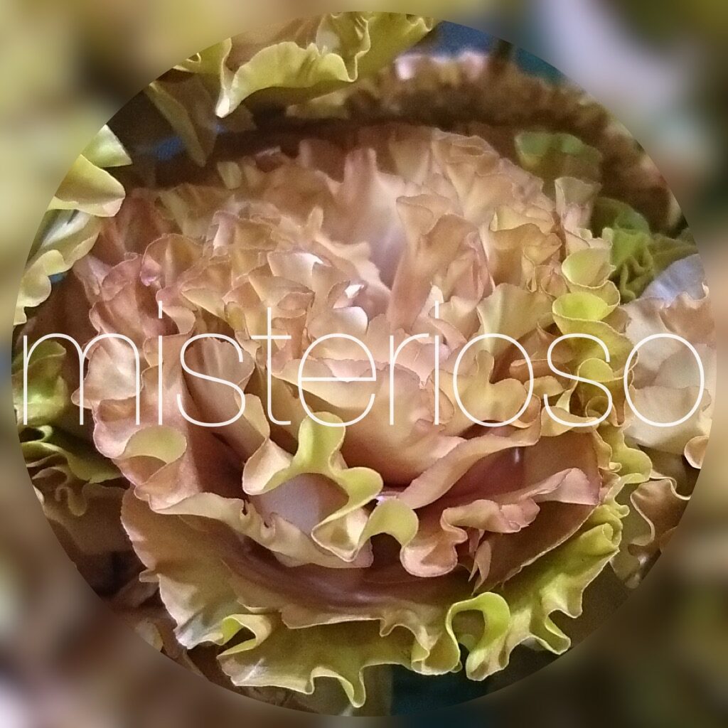 トルコキキョウ Misterioso 花の品種検索