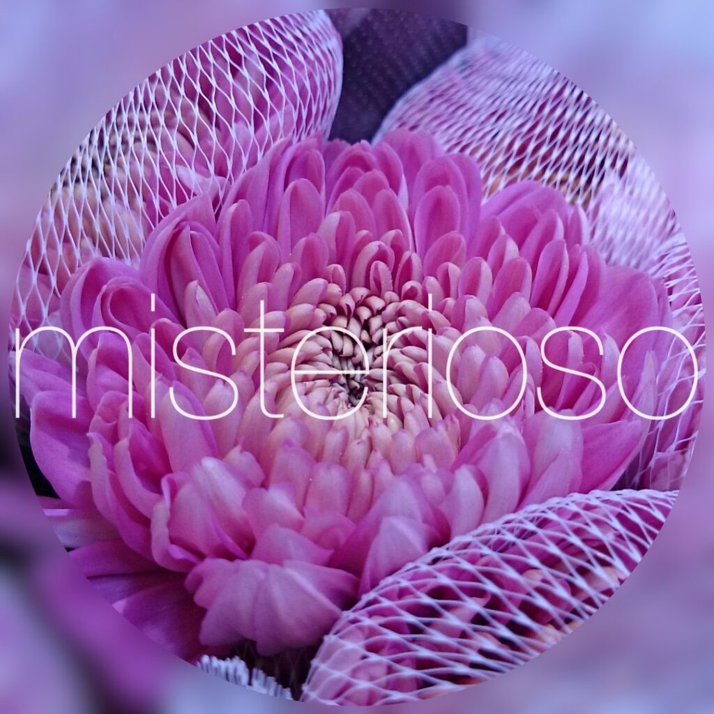 マム ピンク Misterioso 花の品種検索