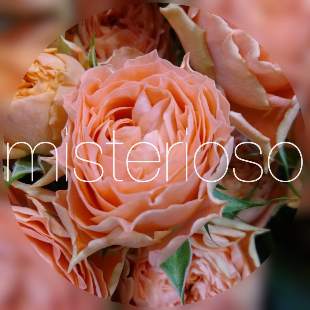 バラ Spバラ オレンジ Misterioso 花の品種検索