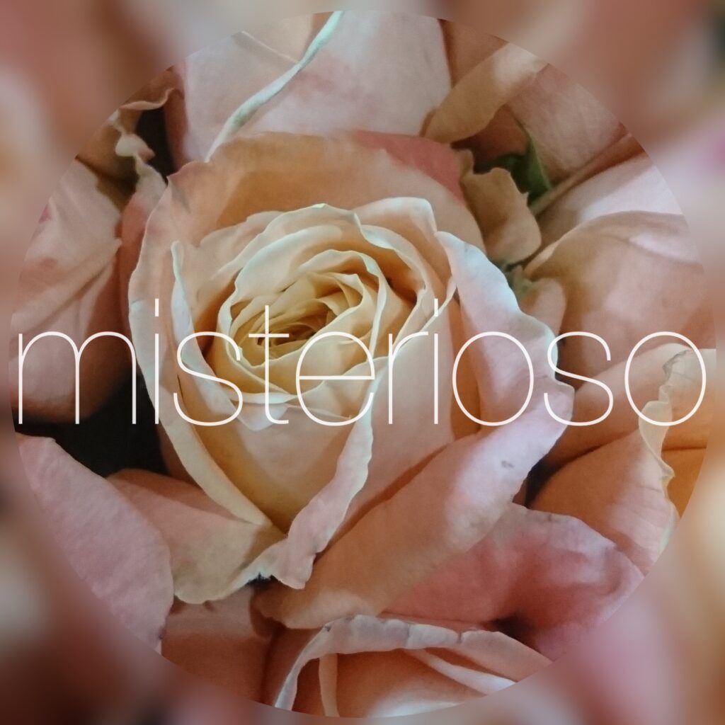 バラ ブラウン Misterioso 花の品種検索