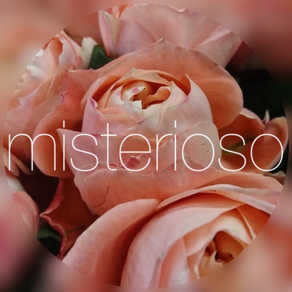 バラ ピンク Misterioso 花の品種検索