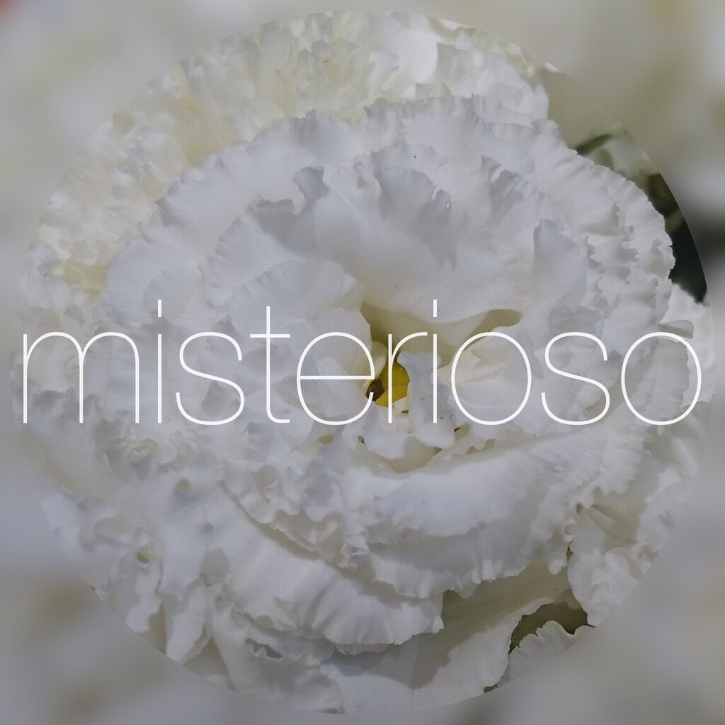 トルコキキョウ ホワイト Misterioso 花の品種検索