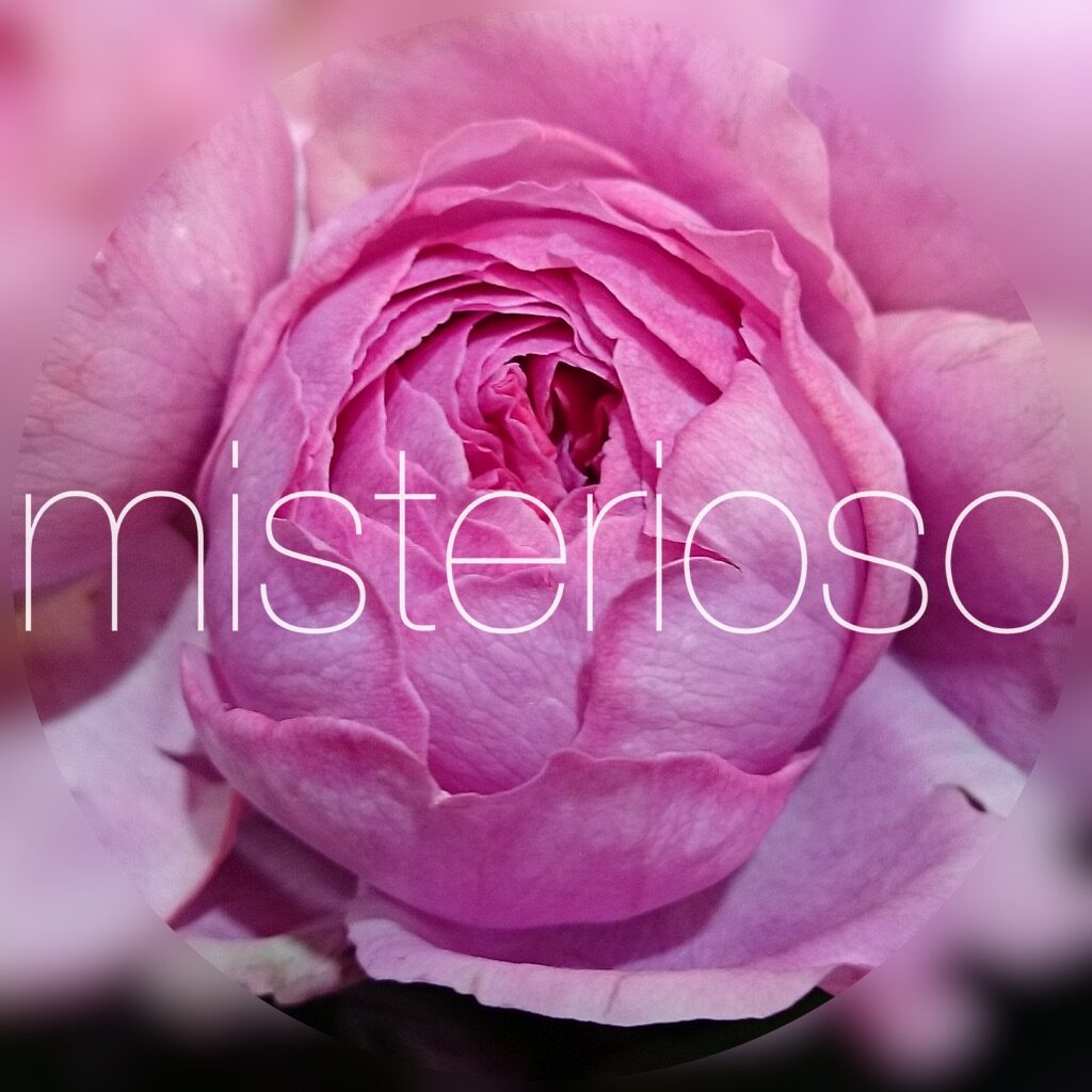 バラ ピンク Misterioso 花の品種検索