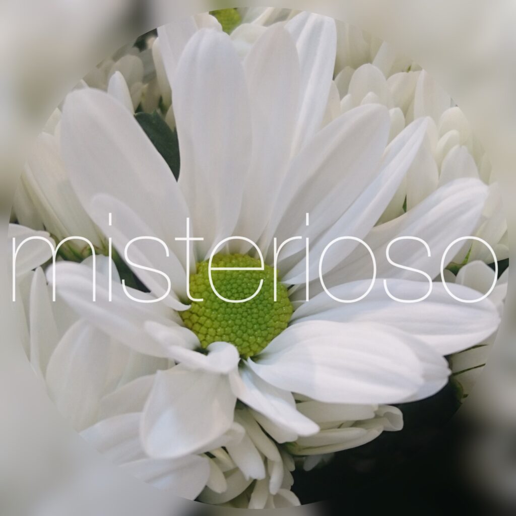 マム Spマム ホワイト Misterioso 花の品種検索