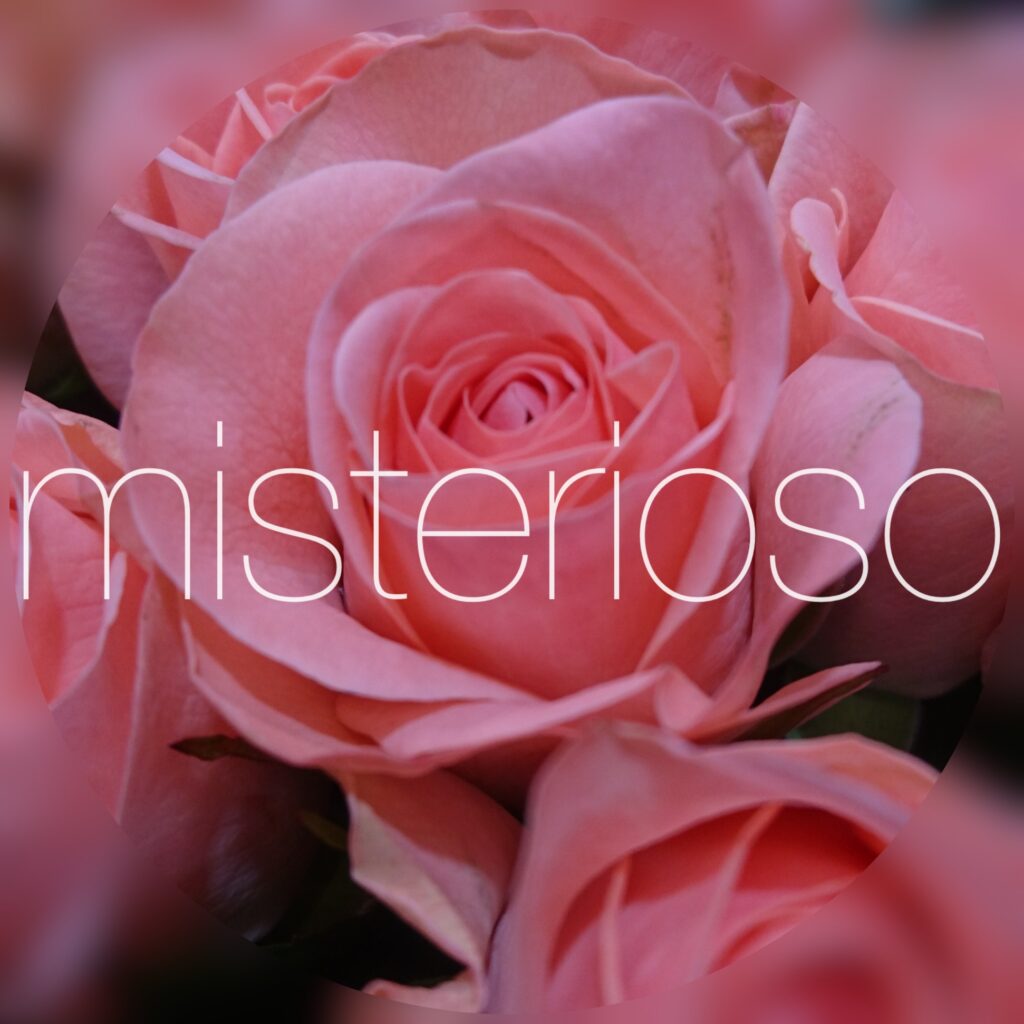 バラ ピンク Misterioso 花の品種検索