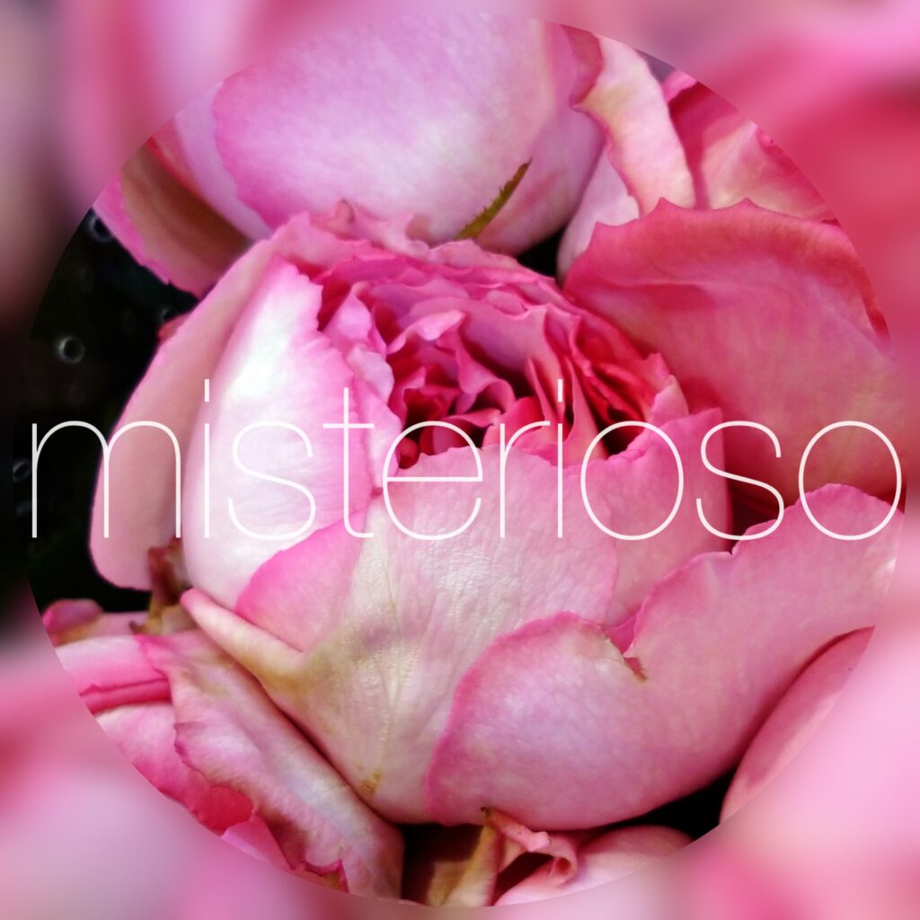 バラ ピンク Misterioso 花の品種検索