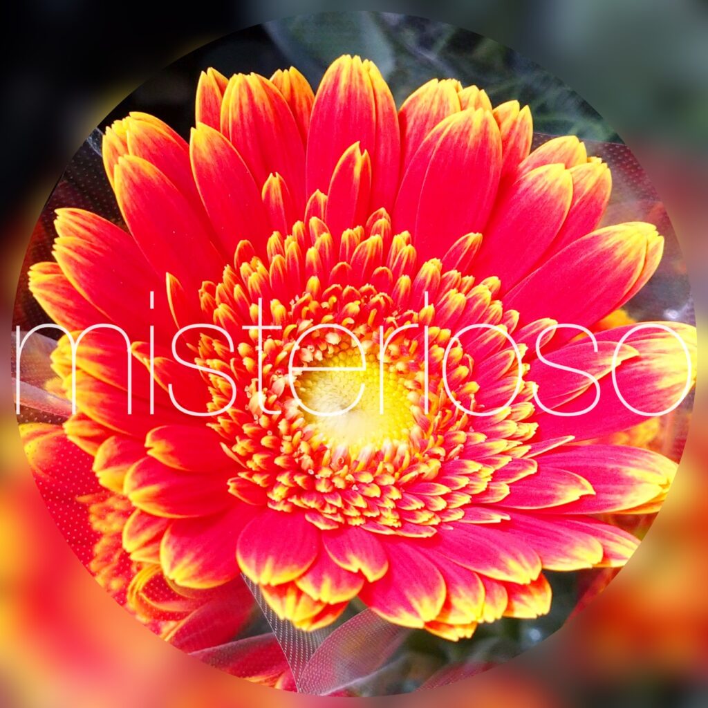 ガーベラ ミニ Misterioso 花の品種検索