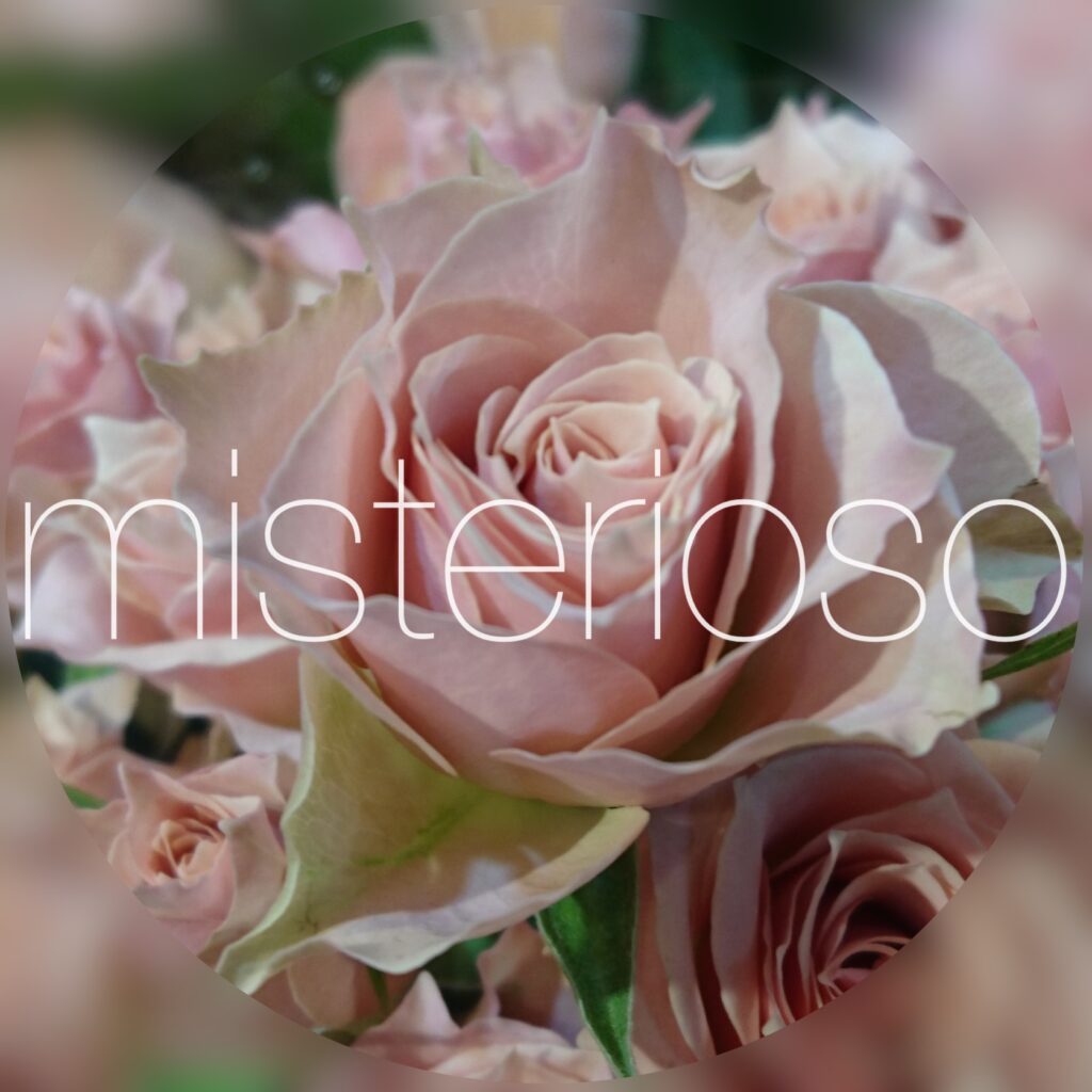 バラ Spバラ ブラウン Misterioso 花の品種検索