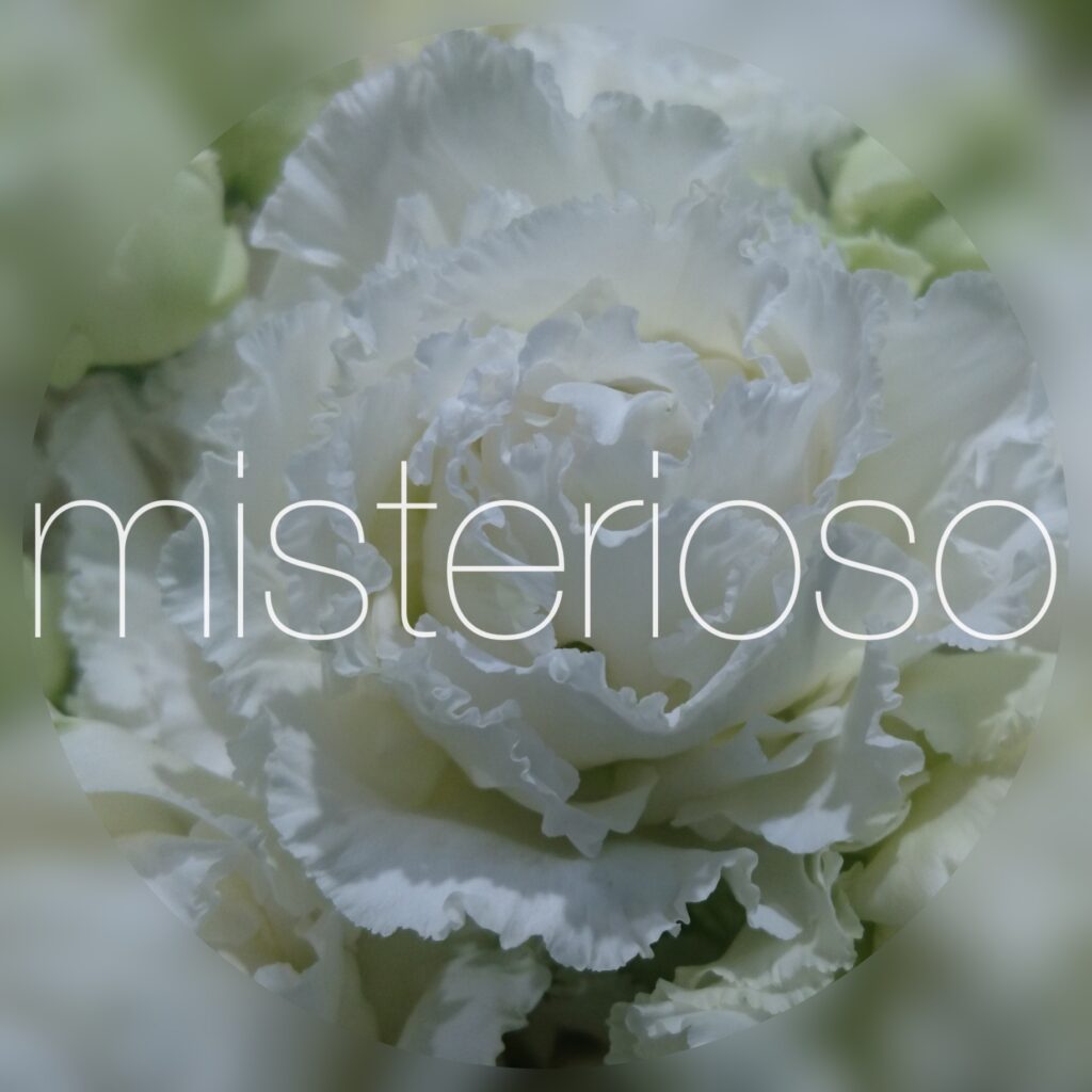 トルコキキョウ ホワイト Misterioso 花の品種検索