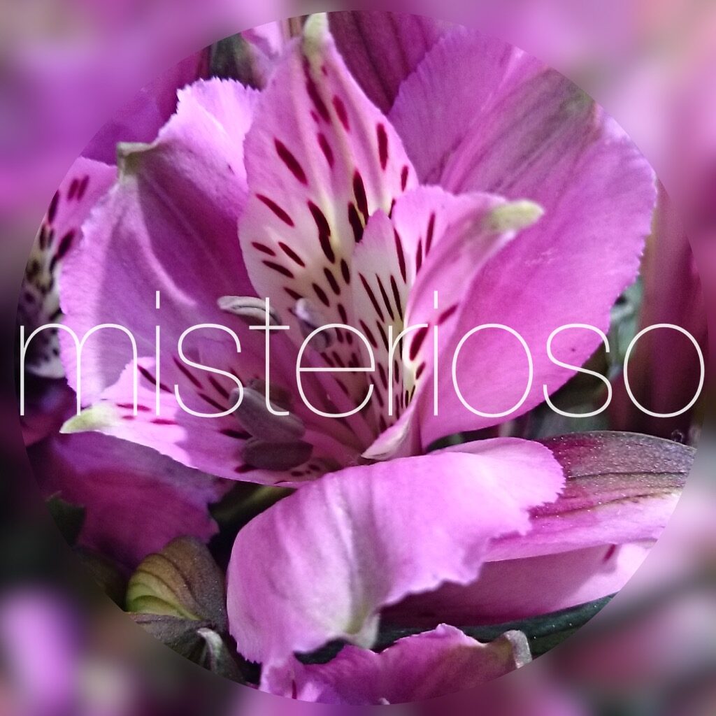 Misterioso 花の品種検索 データベース