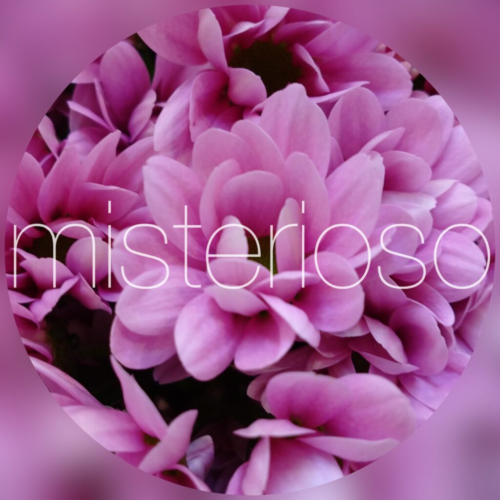 マム Spマム ピンク Misterioso 花の品種検索