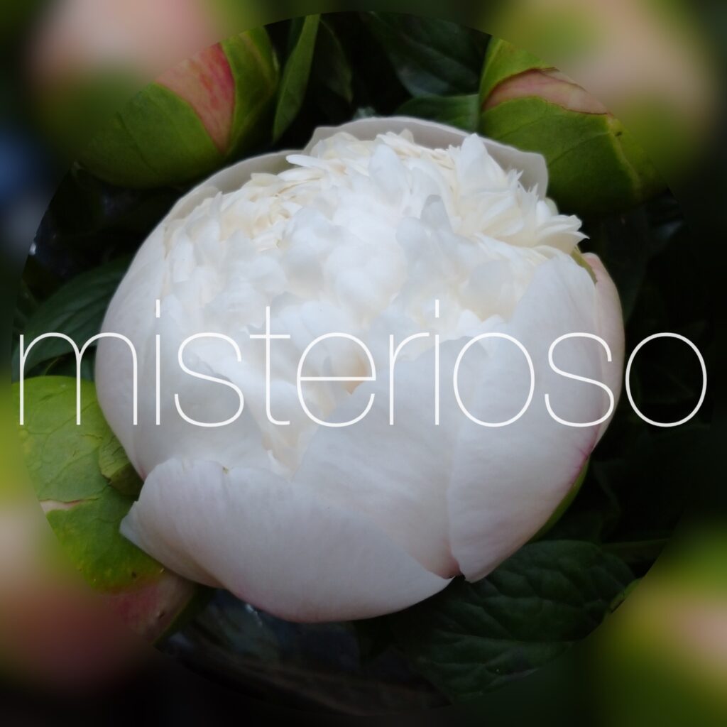 シャクヤク 芍薬 ホワイト Misterioso 花の品種検索