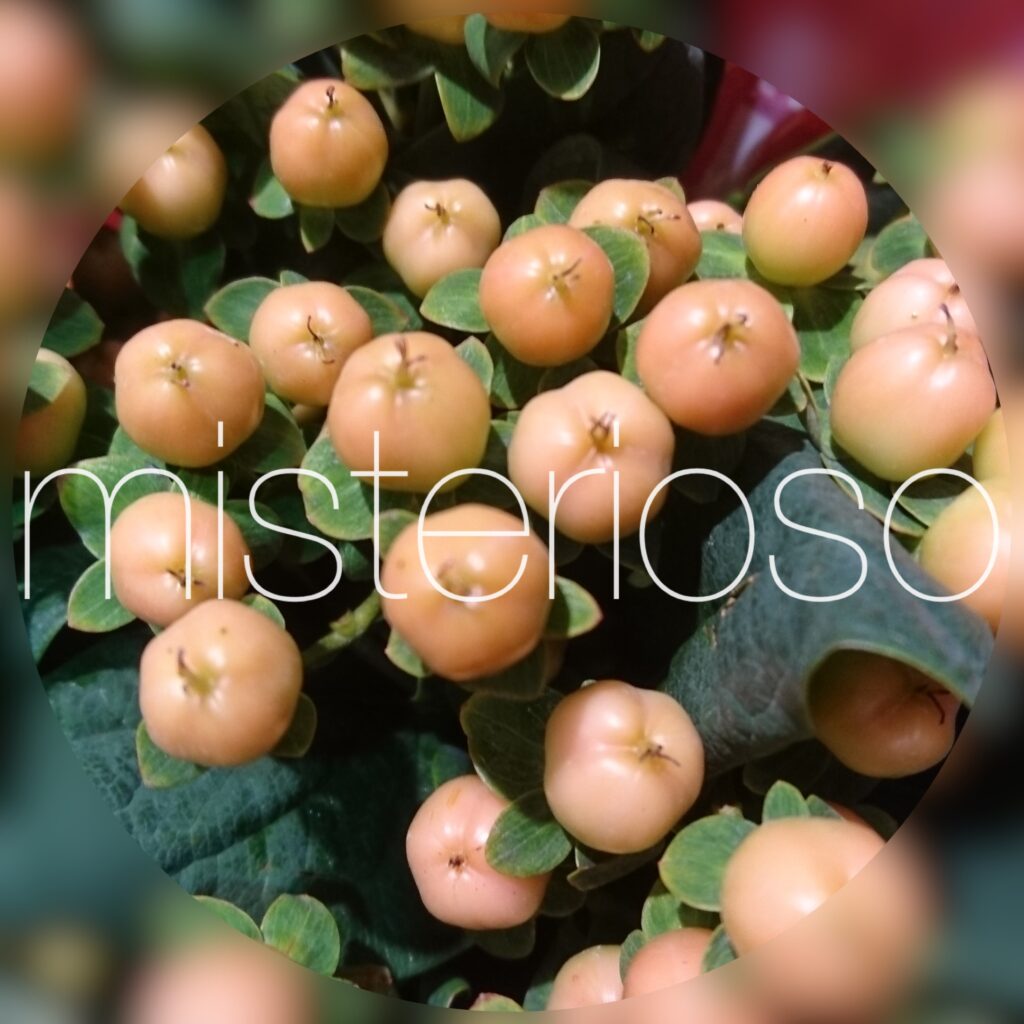 ヒペリカム Misterioso 花の品種検索