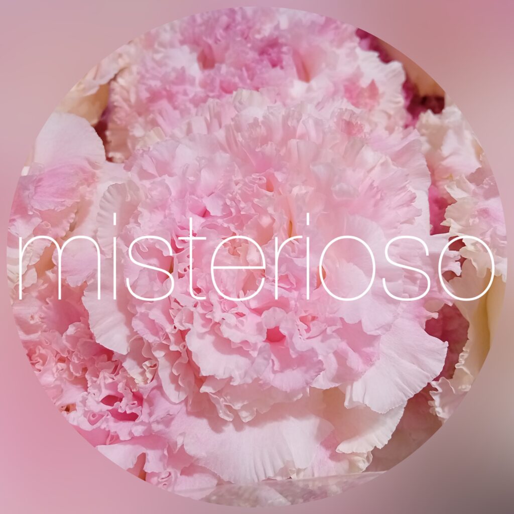 トルコキキョウ ピンク Misterioso 花の品種検索