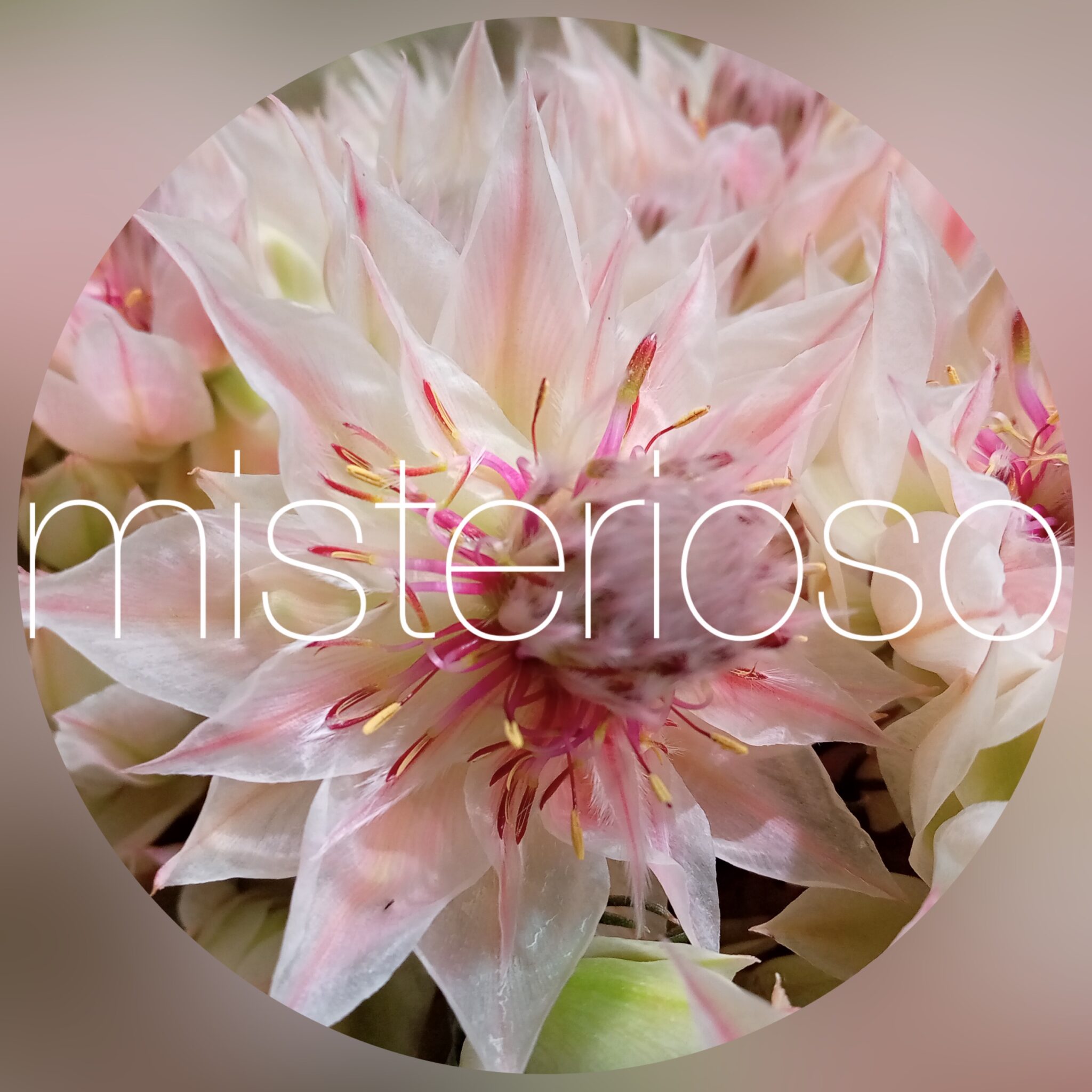 アヨバイブニングスター – Misterioso ～花の品種検索～