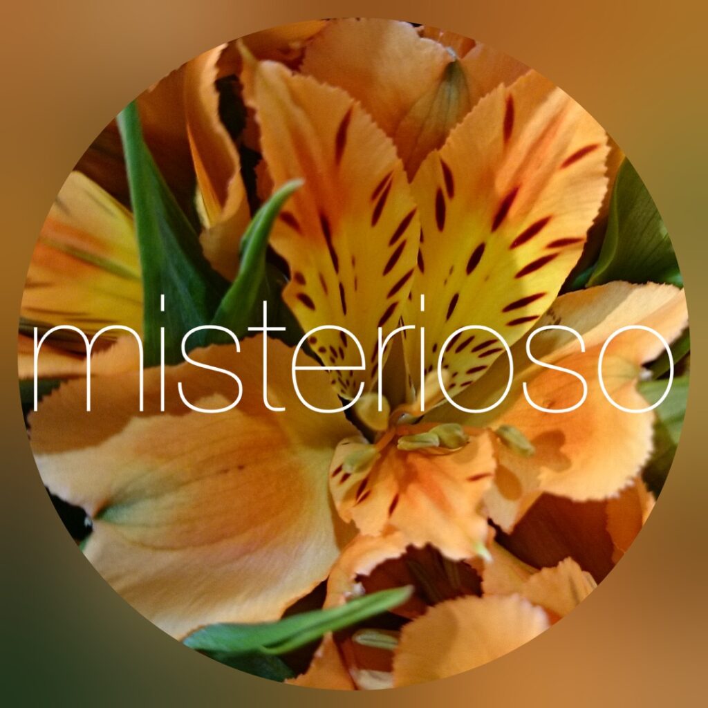 サーモンクイーン – misterioso ～花の品種検索～